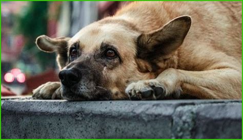 IMSKIRBY Dog: The Ultimate Companion for Families and Pet Lovers