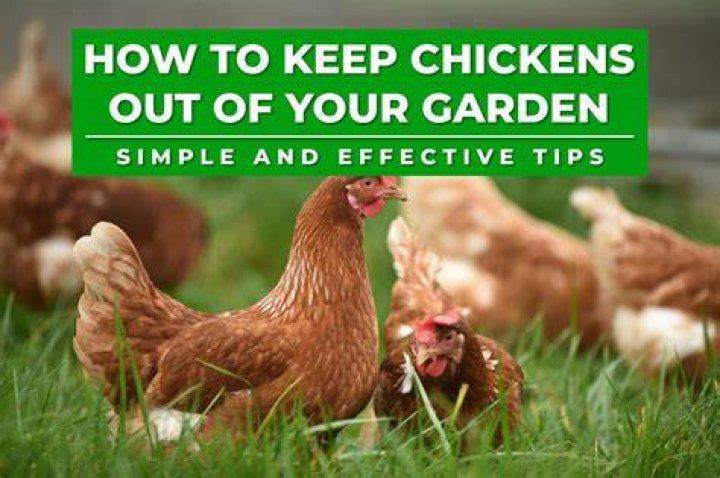 Are chickens expensive to keep?