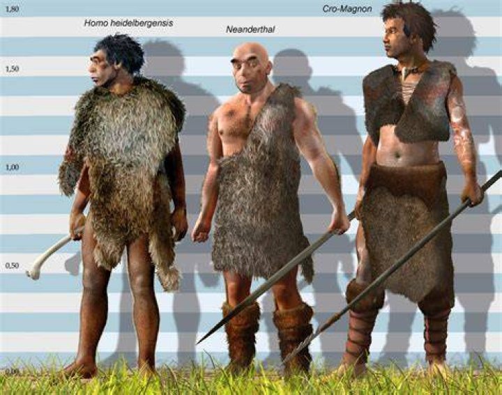 Are Neanderthals taller than humans?