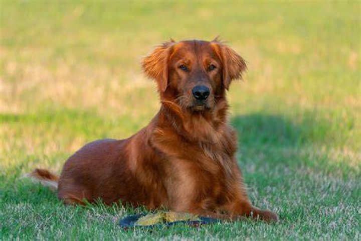 Are there red Golden Retrievers?