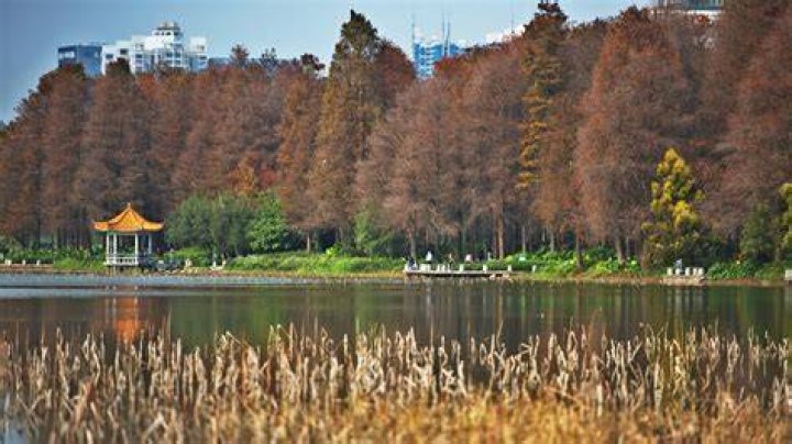Are there redwoods in China?