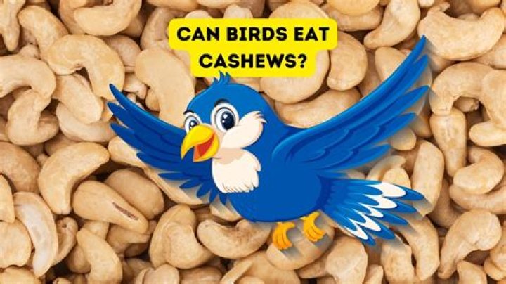 Can birds eat cashews?