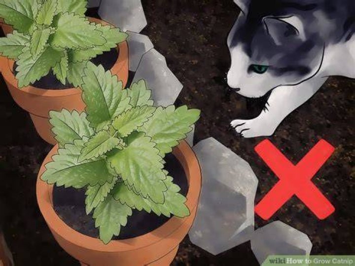 Can I grow catnip?