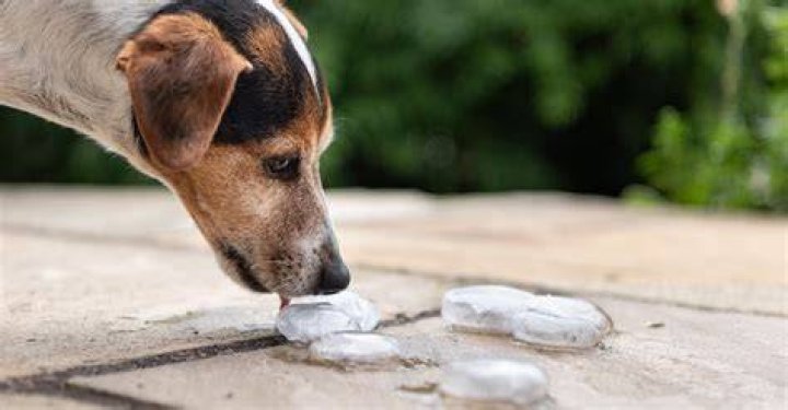 Can ice cubes give a dog diarrhea?