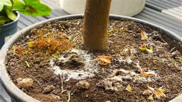 Can lemon juice grow mold?