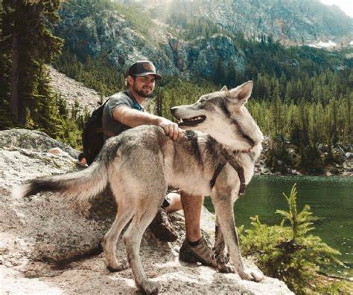 Can you domesticate a wolf?