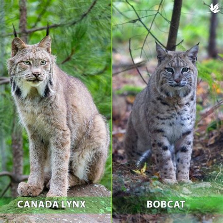 Do bobcats stay in the same area?