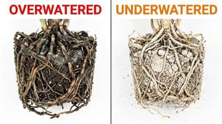 Does bottom watering cause root rot?