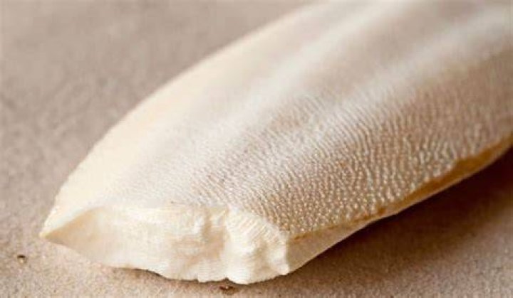 Does cuttlebone expire?