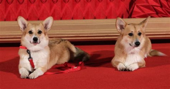 Does the Queen have a dog?