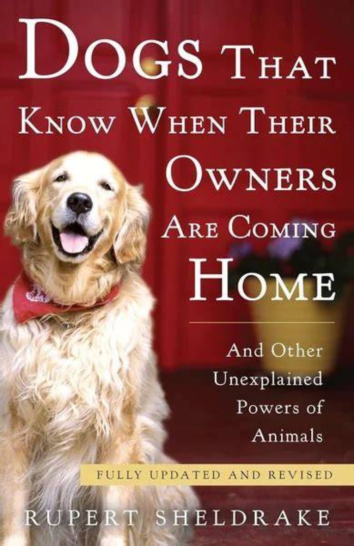 How do dogs know their owners are coming home?