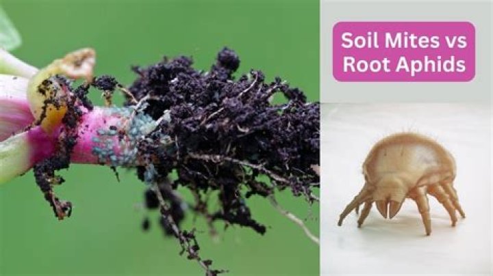 How do soil mites appear?