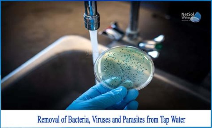 How do you remove bacteria from a shower head?