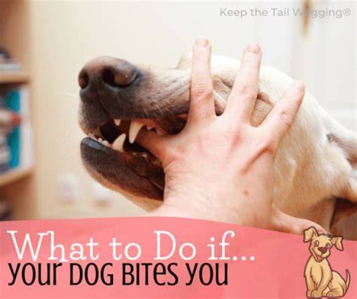 How do you tease a dog?