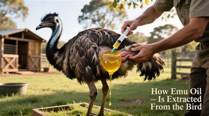 How is emu oil extracted from the bird?