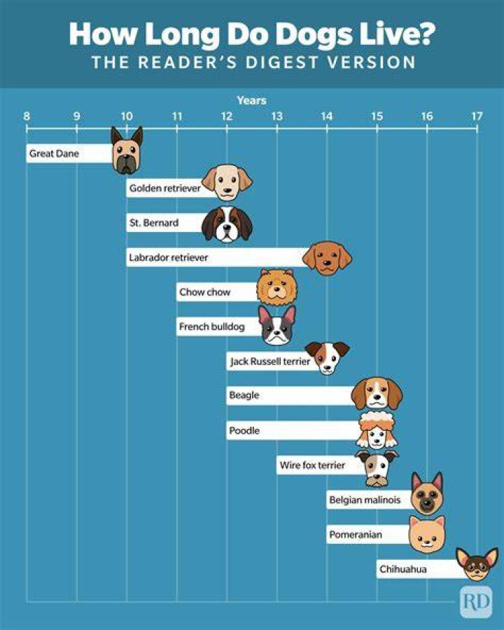 How long does a dog live for?