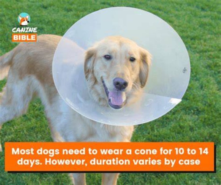 How long should a dog wear a cone after ear cropping?