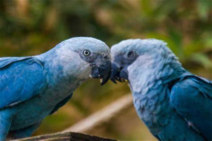 How many blue macaws are left?