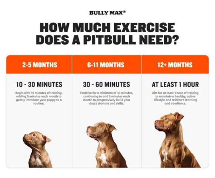 How many walks does a pitbull need?