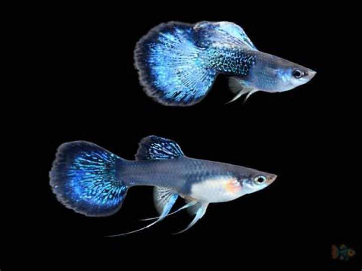 How old is Guppy now?