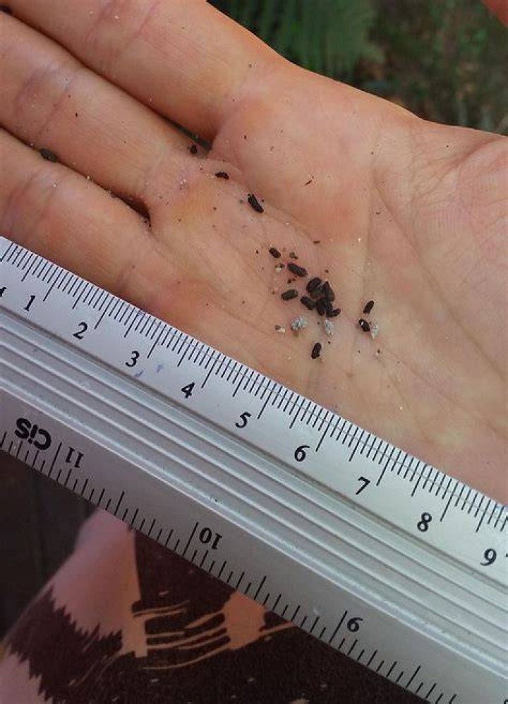 Is cockroach poop hard or soft?