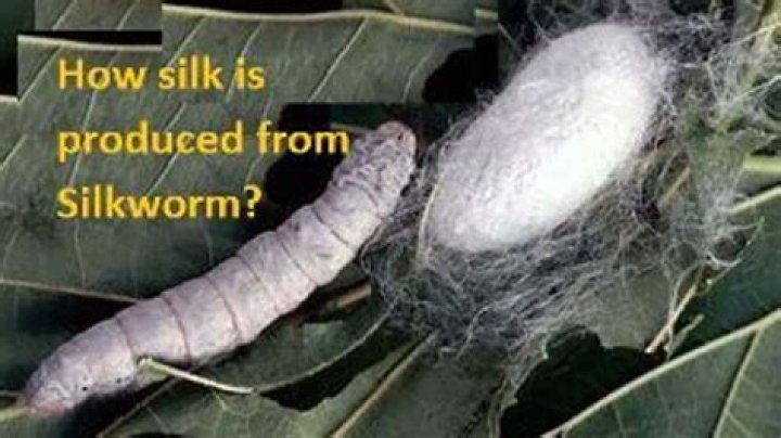 Is silk made from worms?