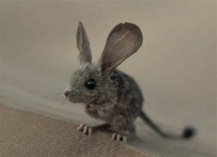 Is the desert mouse in Dune Real?