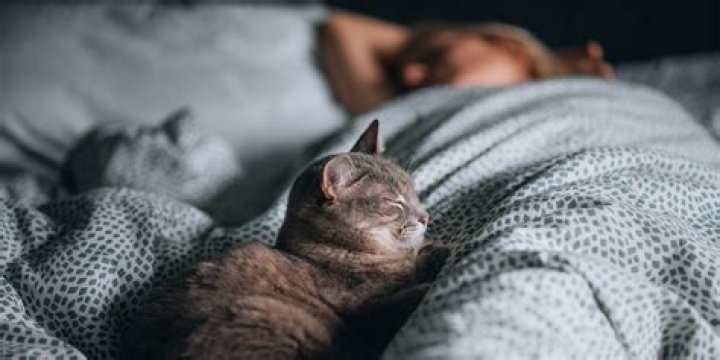 Should cats sleep with you?
