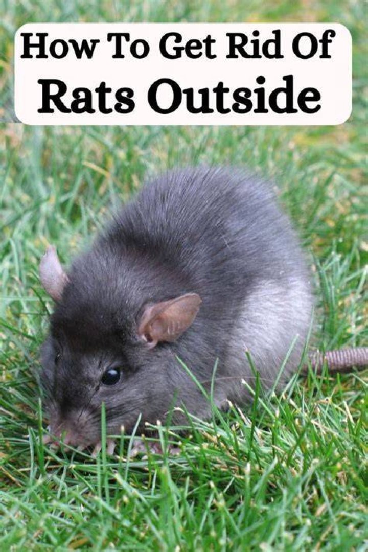 Should I be worried about rats in my yard?