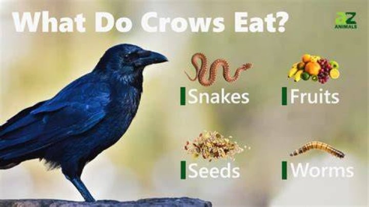What animals do crows hate?