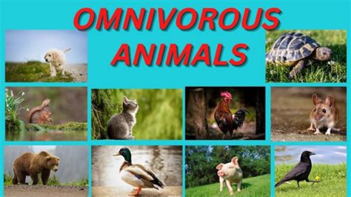 What are omnivores give two examples?