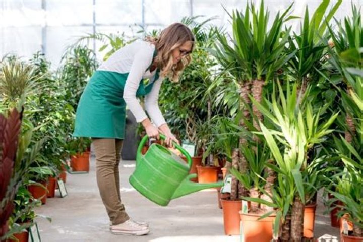 What do Nurseries feed their plants?
