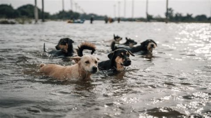What happens to animals during tornadoes?