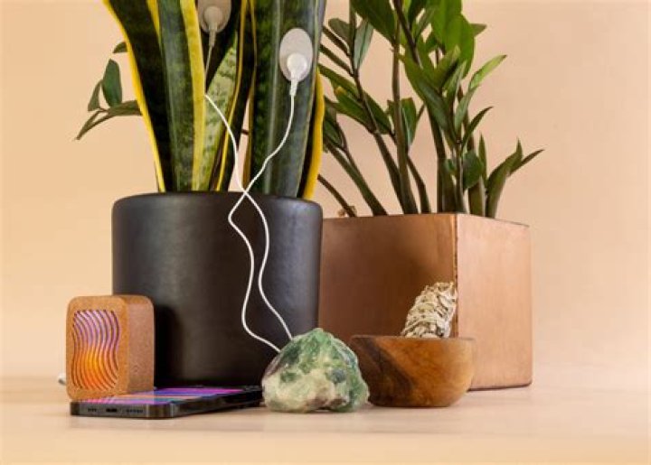 What is PlantWave?