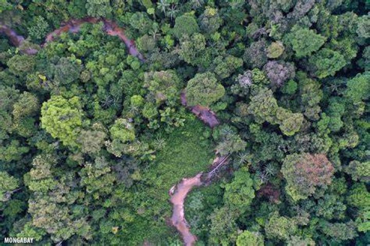 What is the deepest jungle in the world?