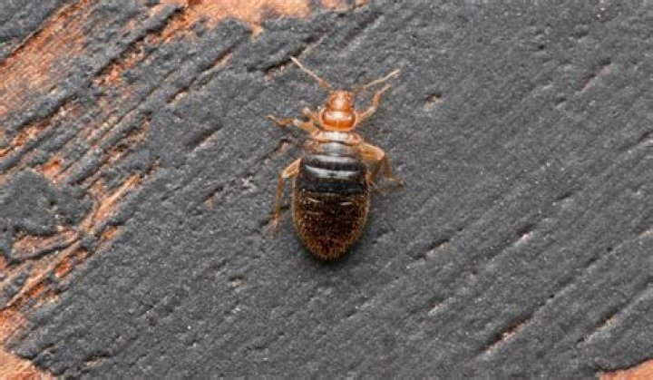 What surfaces can bed bugs live on?