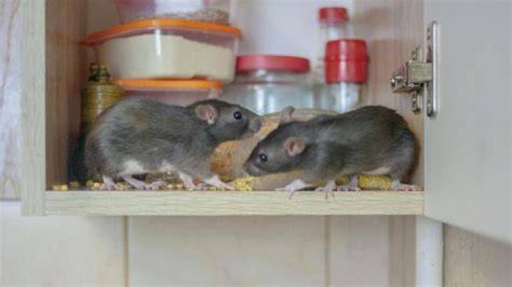 What to do if you have a rat in your kitchen?