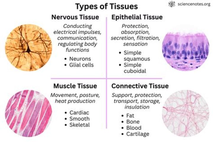 What type of body tissue is most affected by resistance training?