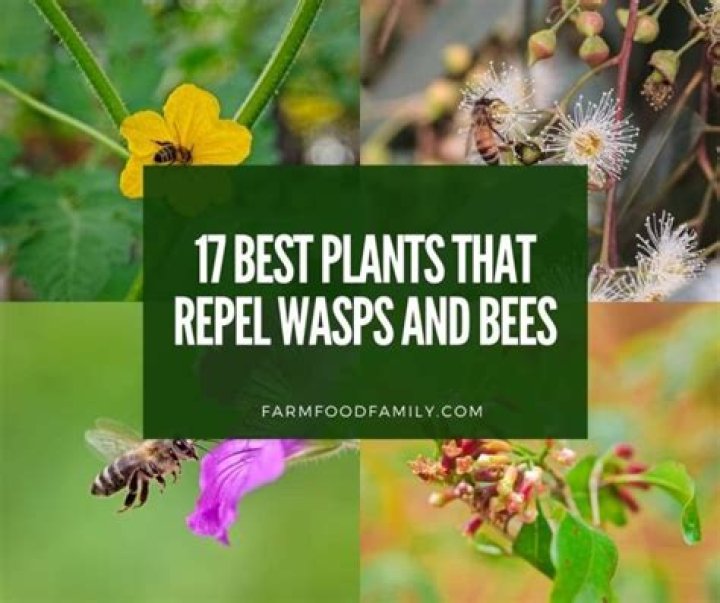 What will repel bees?