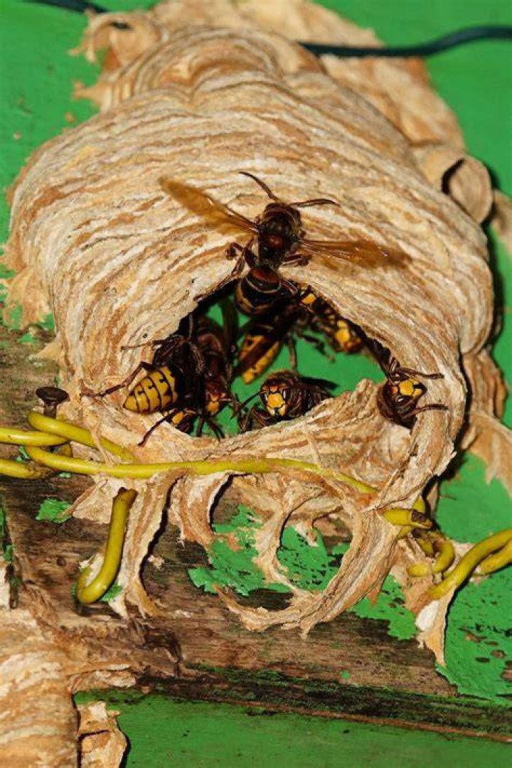 Where do hornets usually nest?