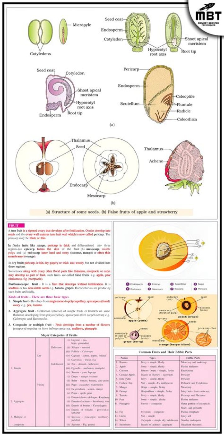 Which is not true fruit?