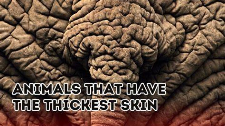 Who has the thickest skin?
