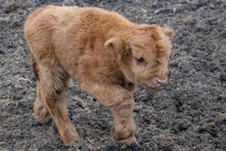 Who is the baby on Bull?
