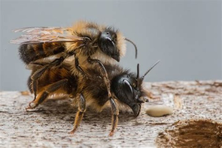 Why are my bees acting drunk?