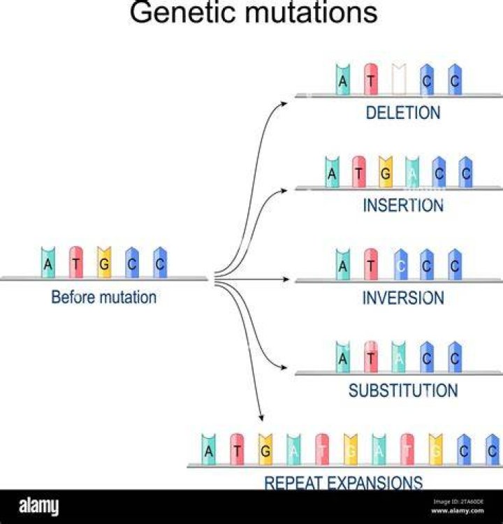 Why do frameshift mutations have a greater effect than point mutations?