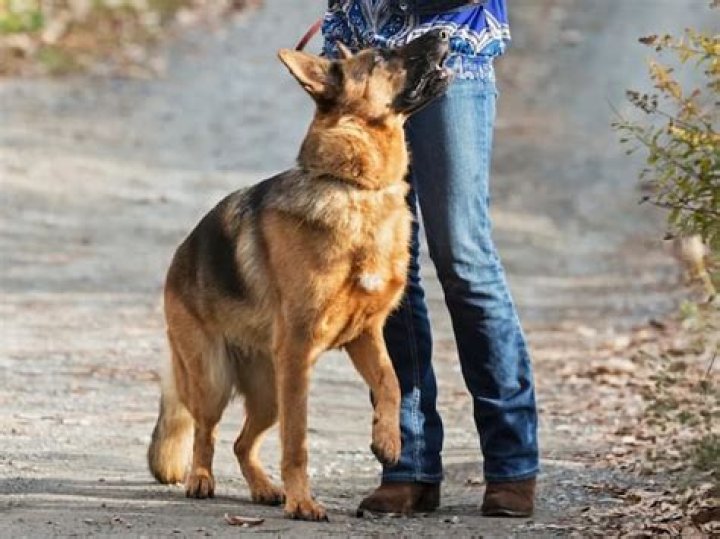 Why do German Shepherds follow you everywhere?